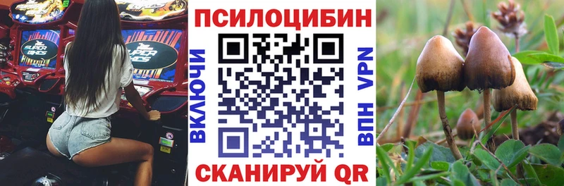Купить где  Тара  Галлюциногенные грибы MAGIC MUSHROOMS 